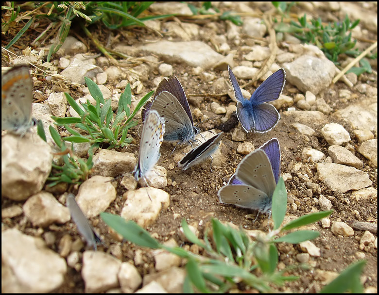 Una scarpa speciale...Plebejus argus